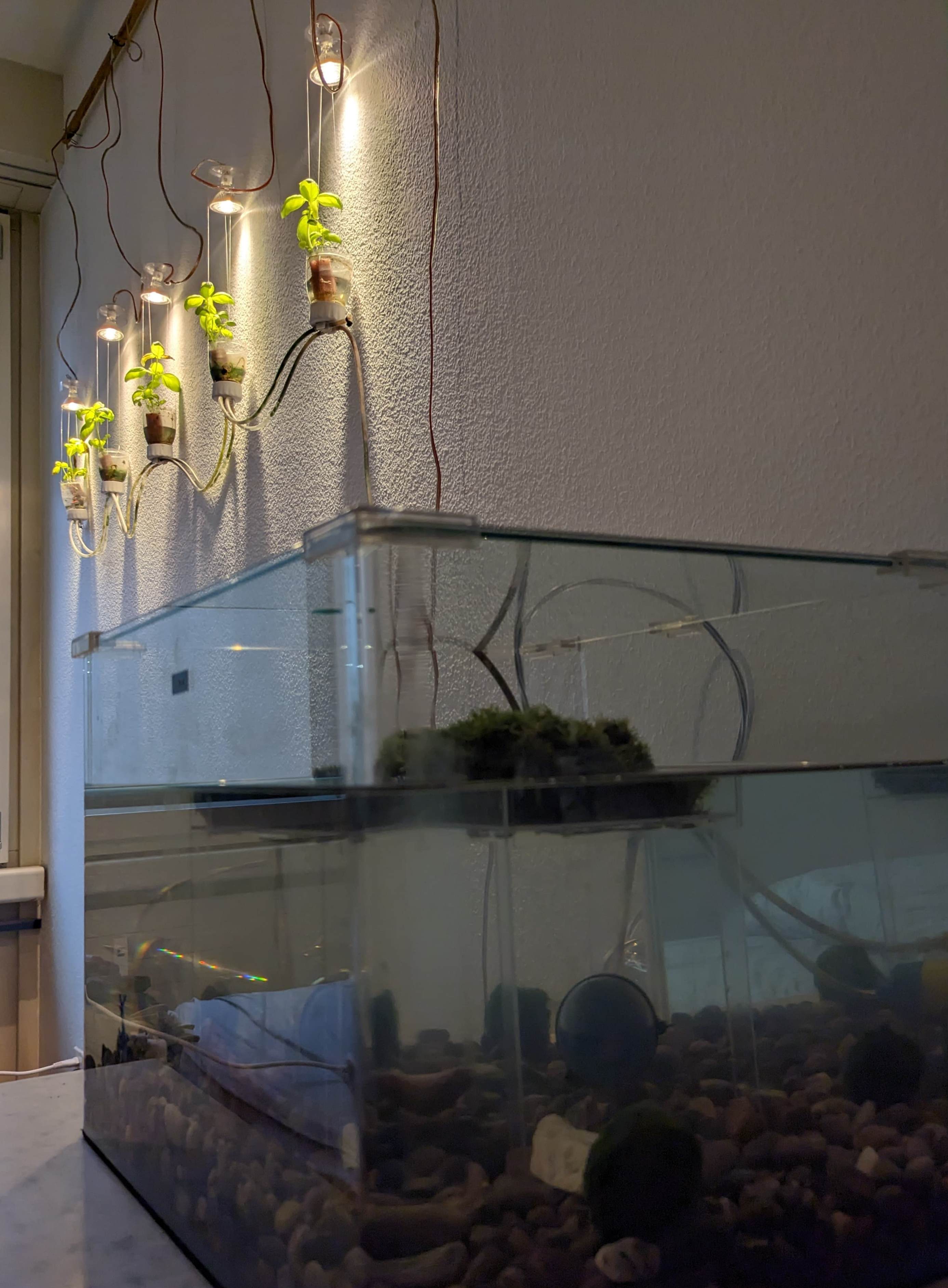 Aquarium with herbs and lamps in the background